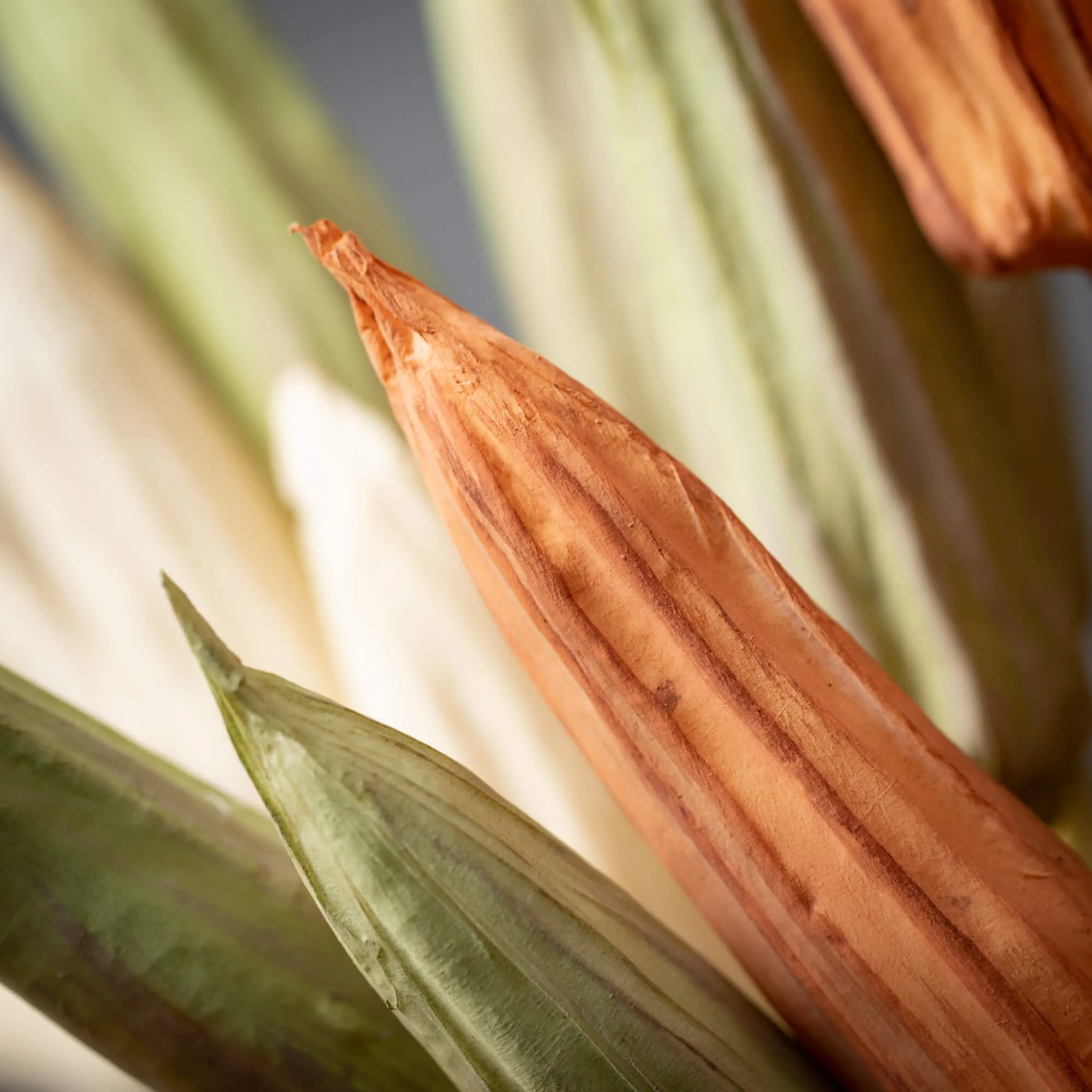 28"H Sullivans Fall Dried Okra Stem - Set of 3, Multicolored