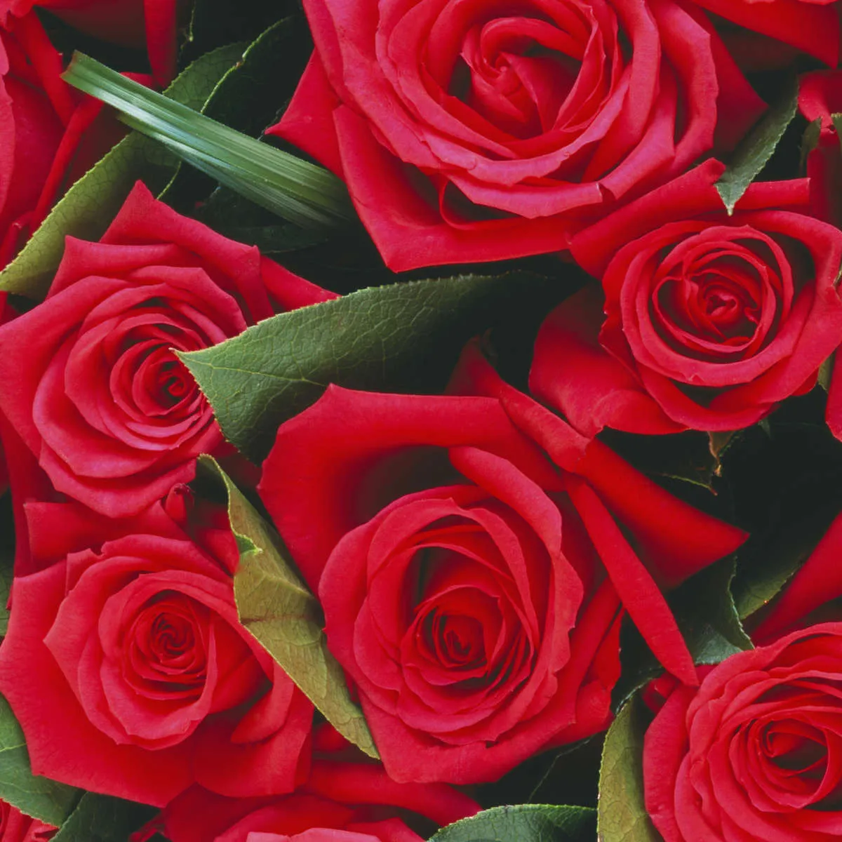 A Bouquet Of Red Roses II Wall Art