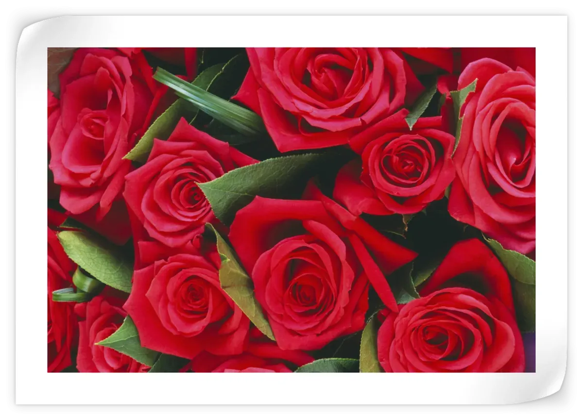 A Bouquet Of Red Roses II Wall Art