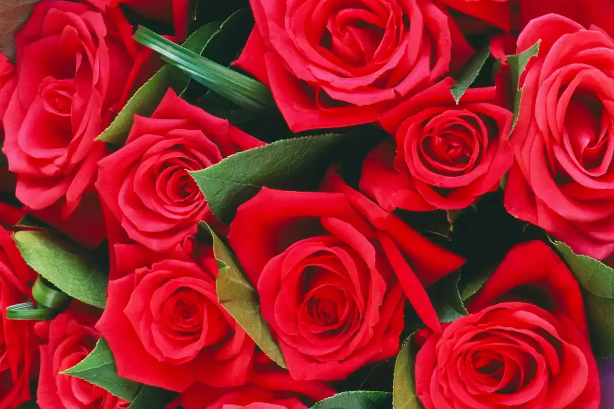 A Bouquet Of Red Roses II Wall Art