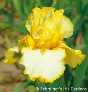 Sunrise Elegy - Free bonus with $40 Bearded Iris Purchase